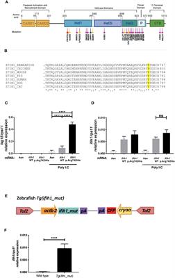 A zebrafish model of Ifih1-driven Aicardi–Goutières syndrome reproduces the interferon signature and the exacerbated inflammation of patients